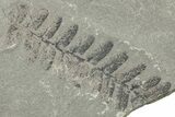 Pennsylvanian Fossil Fern (Neuropteris) Plate - Kentucky #252388-1